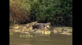Trigger warning - Crocs eating hippo in Tanzania