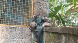 Two civets trapped in fishing net rescued in southern India