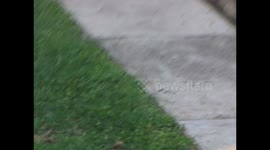 Georgie commentates on the ducklings 