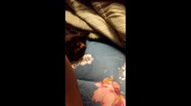 Blessing love to play and attack people