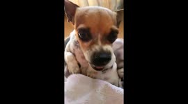 Angry chihuahua goes wild when it gets its back rubbed