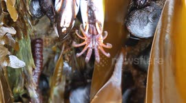 Sea life on Tsunami Drebris