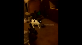 When two cats meet for the first tume