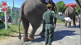 Elephants have priority in Surin