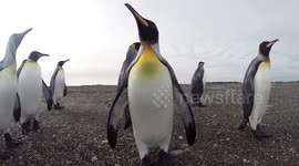 King penguins appear in a bay in Tierra de Fuego Island, Chile