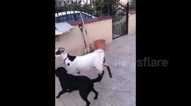 Wonderful labrador playing with goat