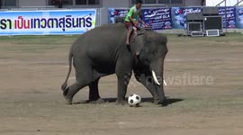 More elephant football in Surin. 