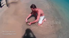 Xiphosura mating on Phuket's public beach!