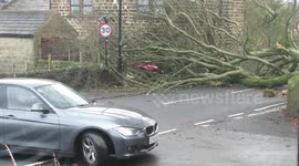 Storm Clodagh takes down tree in Bradford, UK