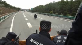 暴烈牦牛大闹高速公路 特警火速开枪击毙