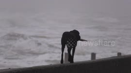 Another Storm Hits UK!!  Dog has a close one!!