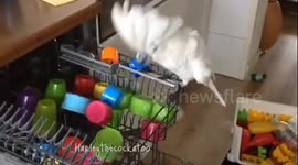 Cockatoo 'helps' owner empty the dishwasher... kind of