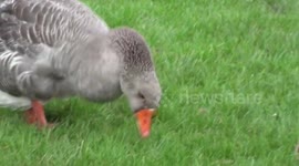 short take off and landing procedure