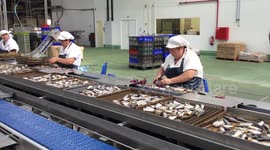 Portuguese sardines in massive decline due to climate - scientists