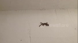 Gecko's tail falls off but still moves around