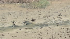 This mother duck has a handful – supervising ten cute ducklings as they run and feed on a mud flat