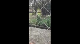 THIS VIDEO IS BASED ON ROYAL BENGAL TIGER SITUATED IN THE ALIPORE ZOO IN KOLKATA