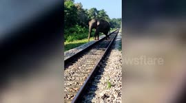 Train stops to let elephants pass, in eastern India