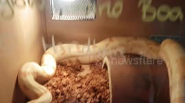 Albino boa constrictor Snake was yellow with Orange Eyes and was long in length