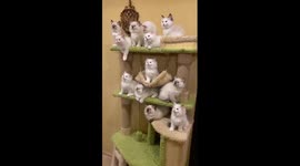 Pack of kittens synchronously move their heads