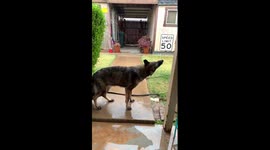 Big dog amusingly drinks water flowing from the roof