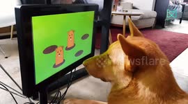 A company are fighting dog dementia - through video games