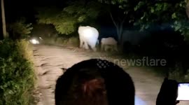 Herd of elephants cross road at night in northeastern India