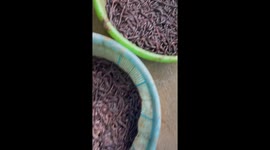 Vietnamese farmers process dried earthworms into medicinal herbs