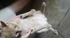 Cat amazingly urinates for 90 seconds straight