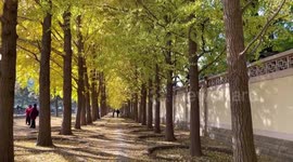 Ginkgo Biloba Blooms Outside The Diaoyutai Wall In Beijing, China