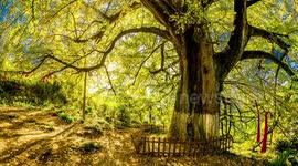 A Thousand-year-old Gingko Tree in Chongqing, China