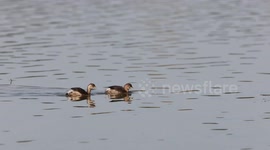 Grebes Swim At The Hutuo River in Shijiazhuang, China