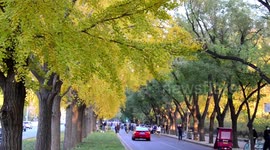 Tourists Pose For Photos in The Gingko Forest In Beijing, China