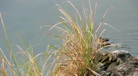 A Grebes Foraging in The Huangbai River Wetland, China