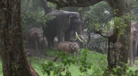 Pack-a-derm: Enormous herd of elephants tightly congregate during rain storm in Sri Lanka