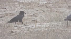 Tiny cobra fends off 2 crows and 3 mongooses in South Africa