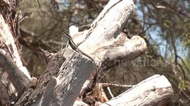 Behold the baleful eye of the Long-nosed Water Dragon!