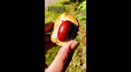 Woman saves over £200 with genius hack for turning conkers into laundry detergent