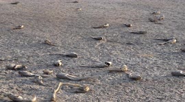 Mississippi River Drought Footage