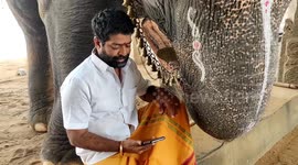 A  giant elephant trying to peek into its mahout's phone and holding a feeble conversation steels the onlookers sight in India