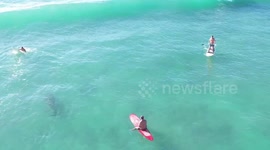 Massive tiger shark swam directly under paddleboarder near crowded beach