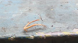 Footage Cooperation of Ants Carrying an Object