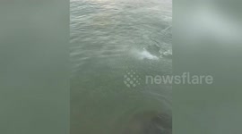 Terrifying whirlpool rips across the sea like shark swimming towards the shore