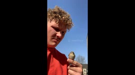 Chill bird shows ZERO FEAR when a prankish man puts it in his mouth