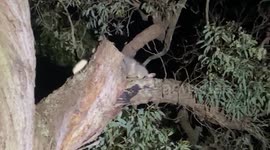 Two funny possums filmed by night trying to get in the same hole