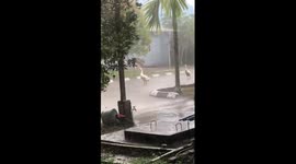 Two swans stand still in the downpour in Indonesia!