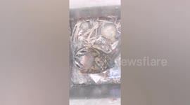 Husband uses circular saw to save bird trapped in metal pillar