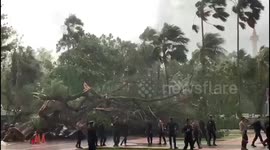 Five police officers hurt when giant tree falls in Jakarta, Indonesia