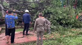 Indonesian firefighters saw giant free that fell damaging dozens of vehicles