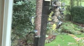 A Large flock of Long Tail Tits feeding on a bird table in essex
